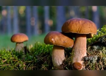У ліси ходити заборонено: Калинівська громада нагадує про небезпеку грибів